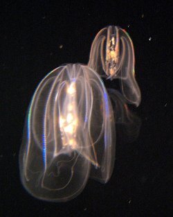 Jellyfish